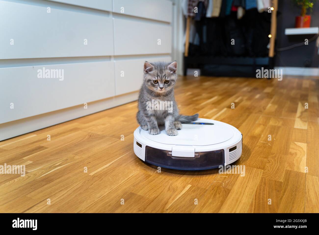 Haustier und Hausarbeit, intelligente Technologie. Roboter-Staubsauger und kleine, grau gestromte schottische gerade Kätzchen zu Hause. Katzenkind Stockfoto