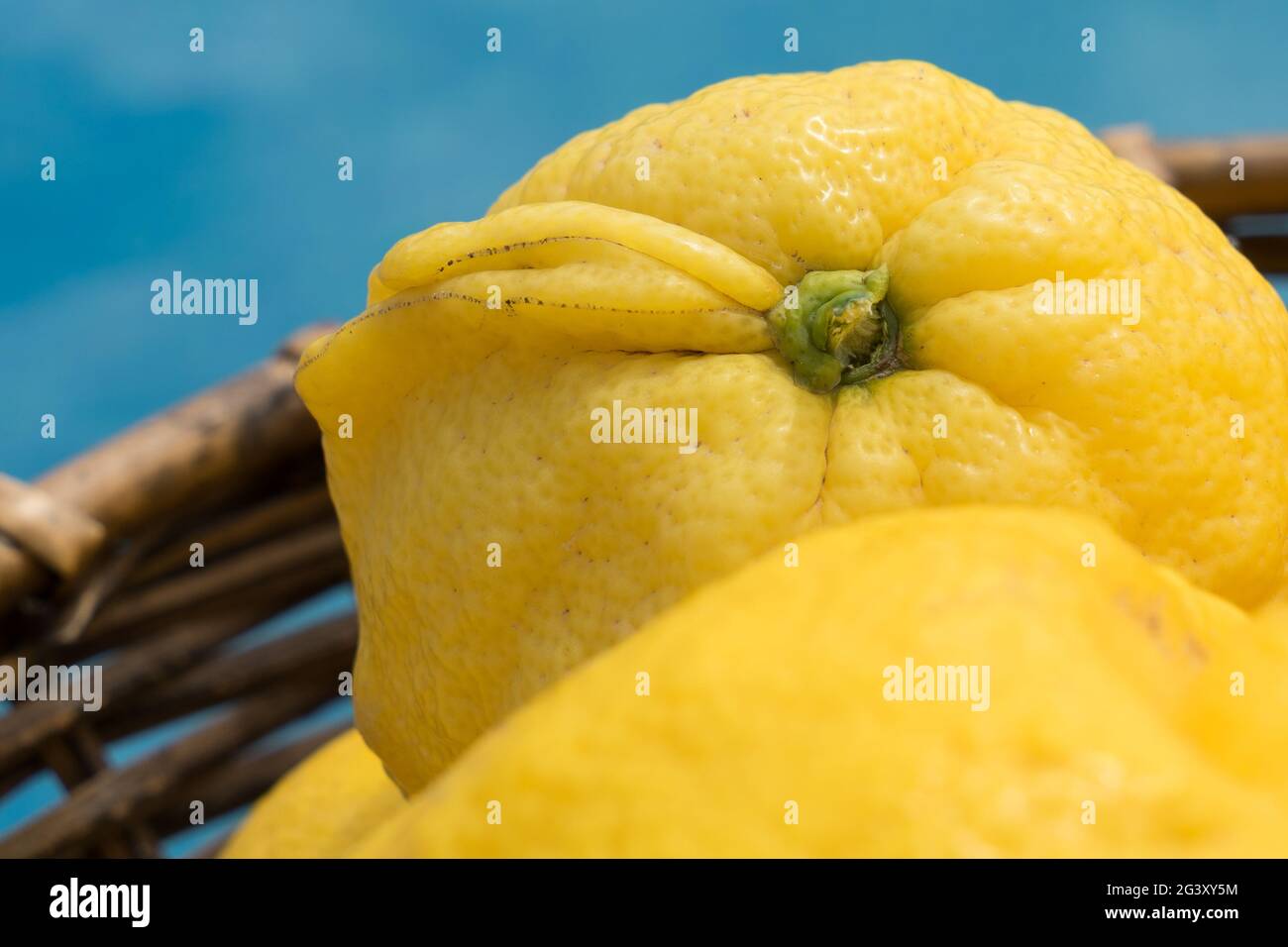 Nahaufnahme einer frischen gelben Zitrone in einem minimalistischen Makrokorbmakro Stockfoto