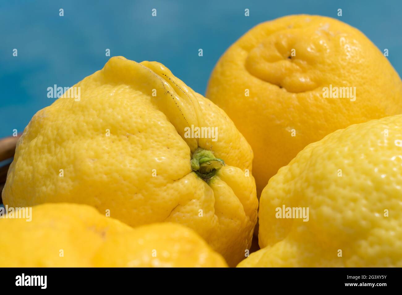 Nahaufnahme von natürlichen gelben Zitronen in der mediterranen Sonne Stockfoto