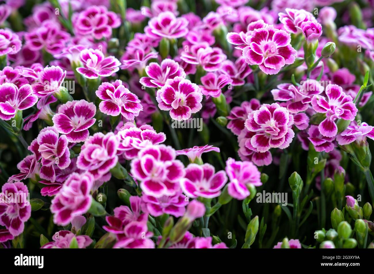 Eine Masse von kleinen rosa und weißen Dianthus oder rosa Blüten in voller Blüte im Sommer Stockfoto