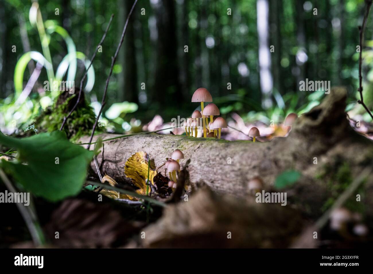 Pilze, Masurische Seen, Wegorzewo, Polen Stockfoto