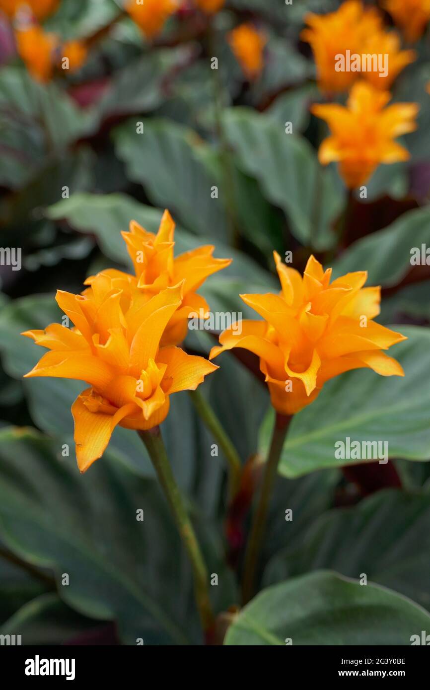 Calathea Calathea crocata), zimmerpflanze mit orangen Blten und rote und  grne Bltter, in terrakotta bertopf Stockfotografie - Alamy