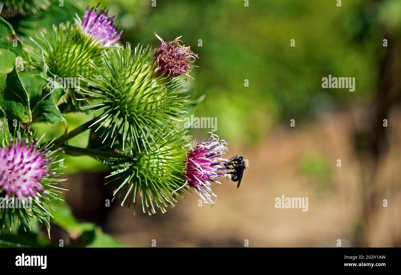 Größere Klettenblüten oder essbare Klettenblüten (Arctium lappa) Stockfoto