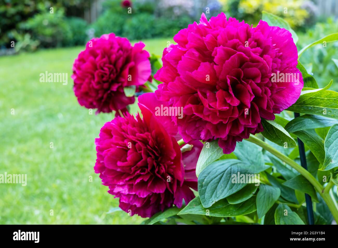 Trio von großen flauschigen dunkelroten Pfingstrosen-Blüten in einem Garten. Stockfoto