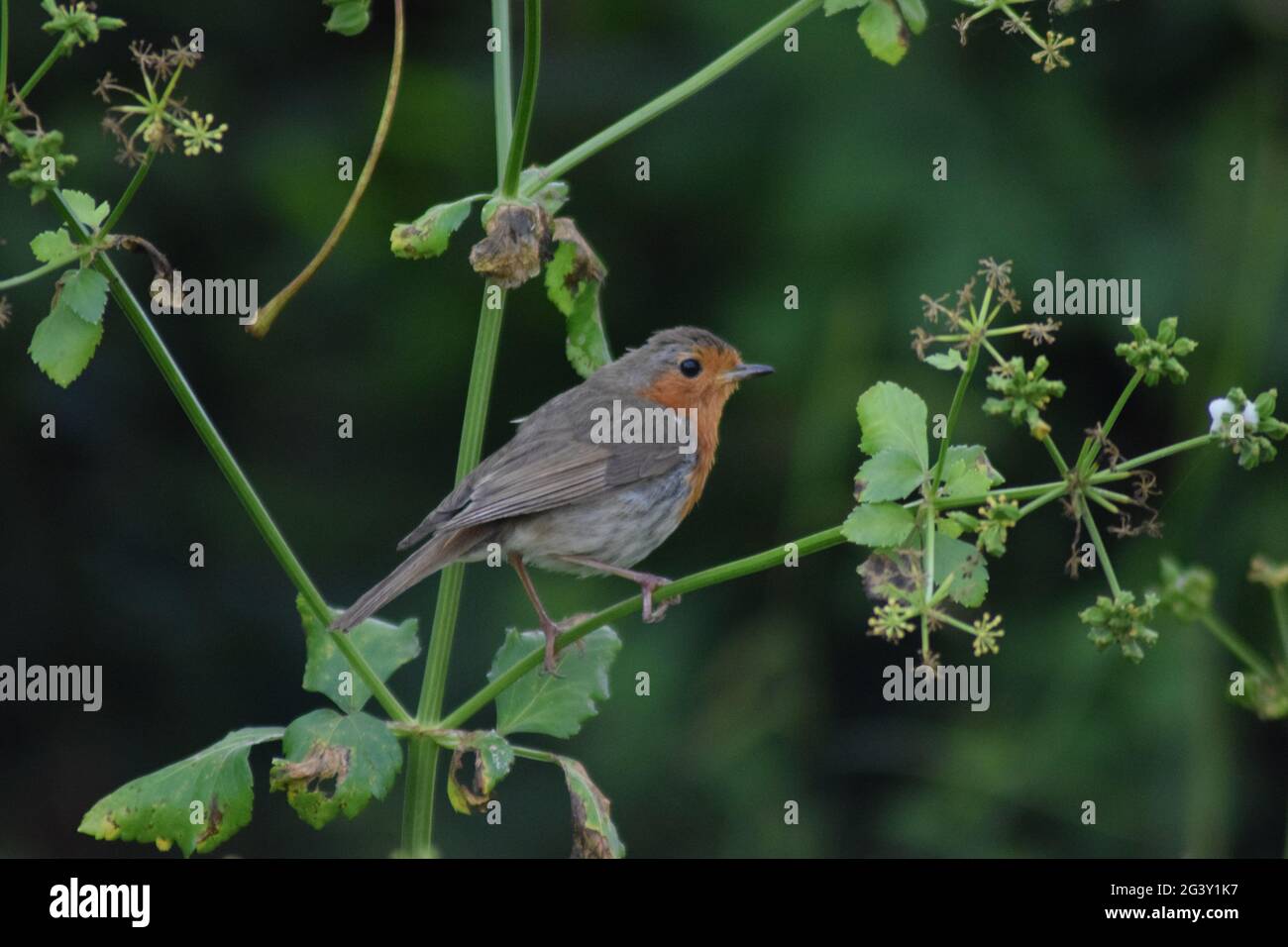 Robin auf Kuh Petersilie Stockfoto