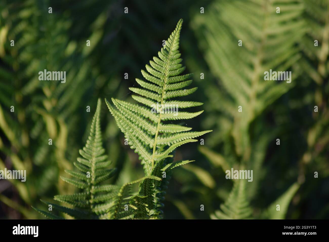 Einzelne Fern-Blatt-Landschaft Stockfoto