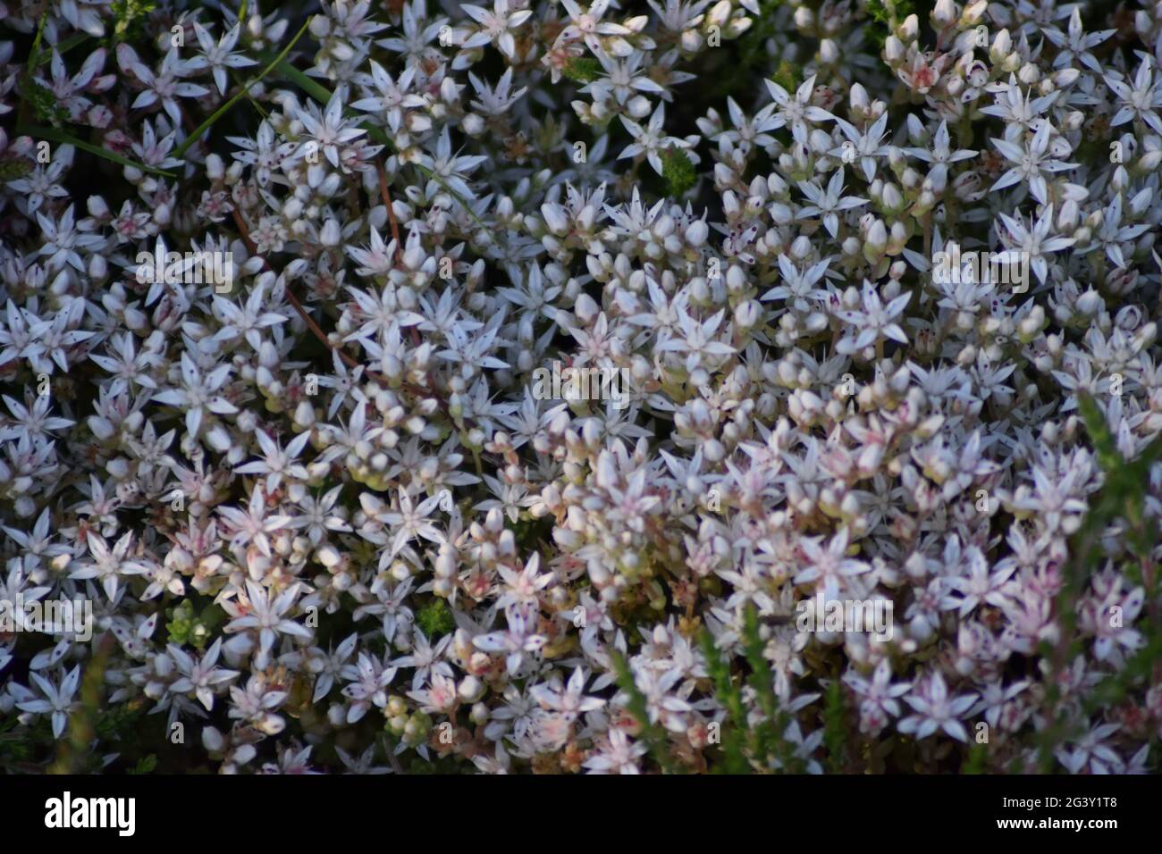 Weiße sternförmige Blumen Stockfoto