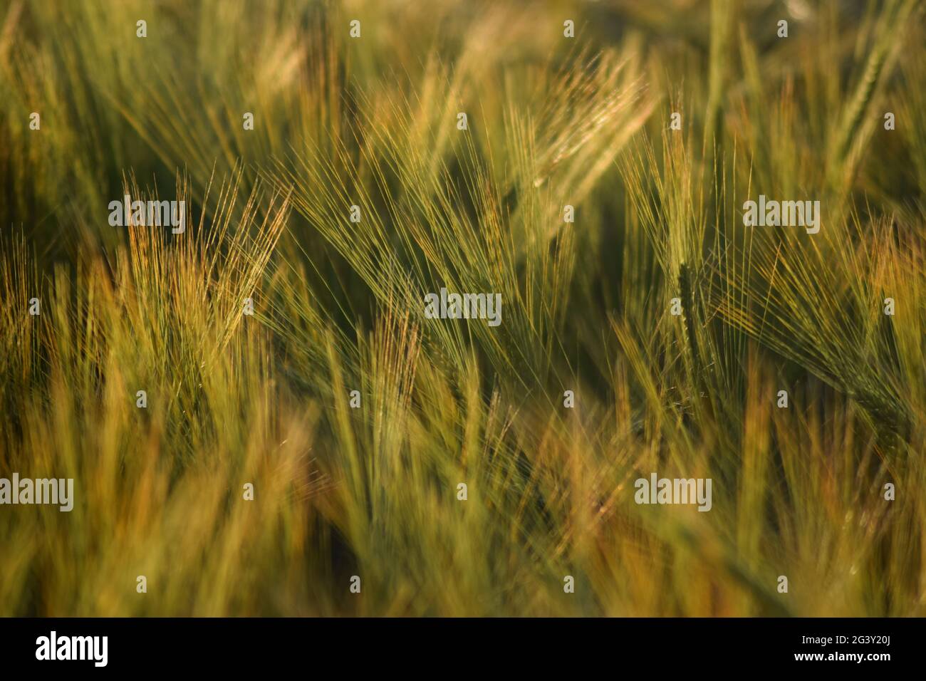 Grüne Gerste Stockfoto