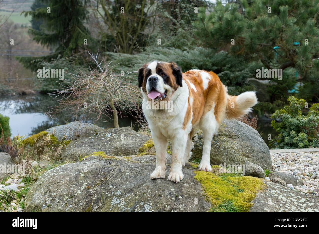 saint bernard harness
