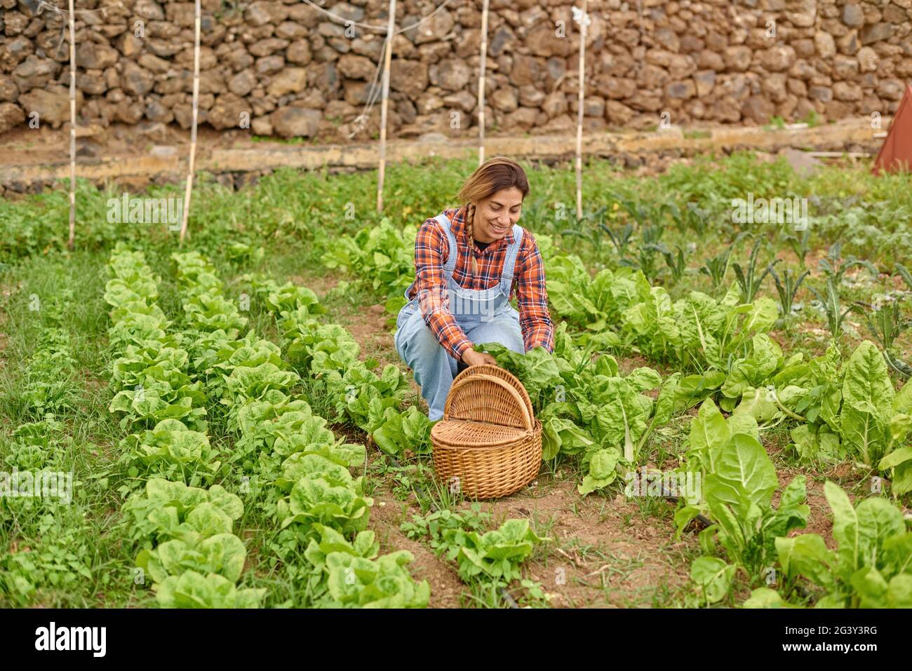 Lächelnder Bauer, der grünen Salat auf dem Land erntet Stockfoto