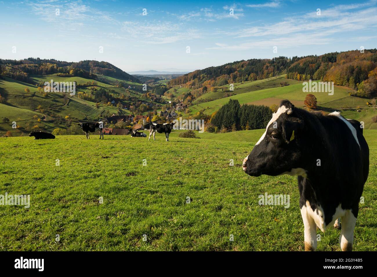 Blick vom Hühnersedel ins Rheintal, Herbst, bei Freiamt, Freiburg im Breisgau, Schwarzwald, Baden-Württemberg, Deutschland Stockfoto