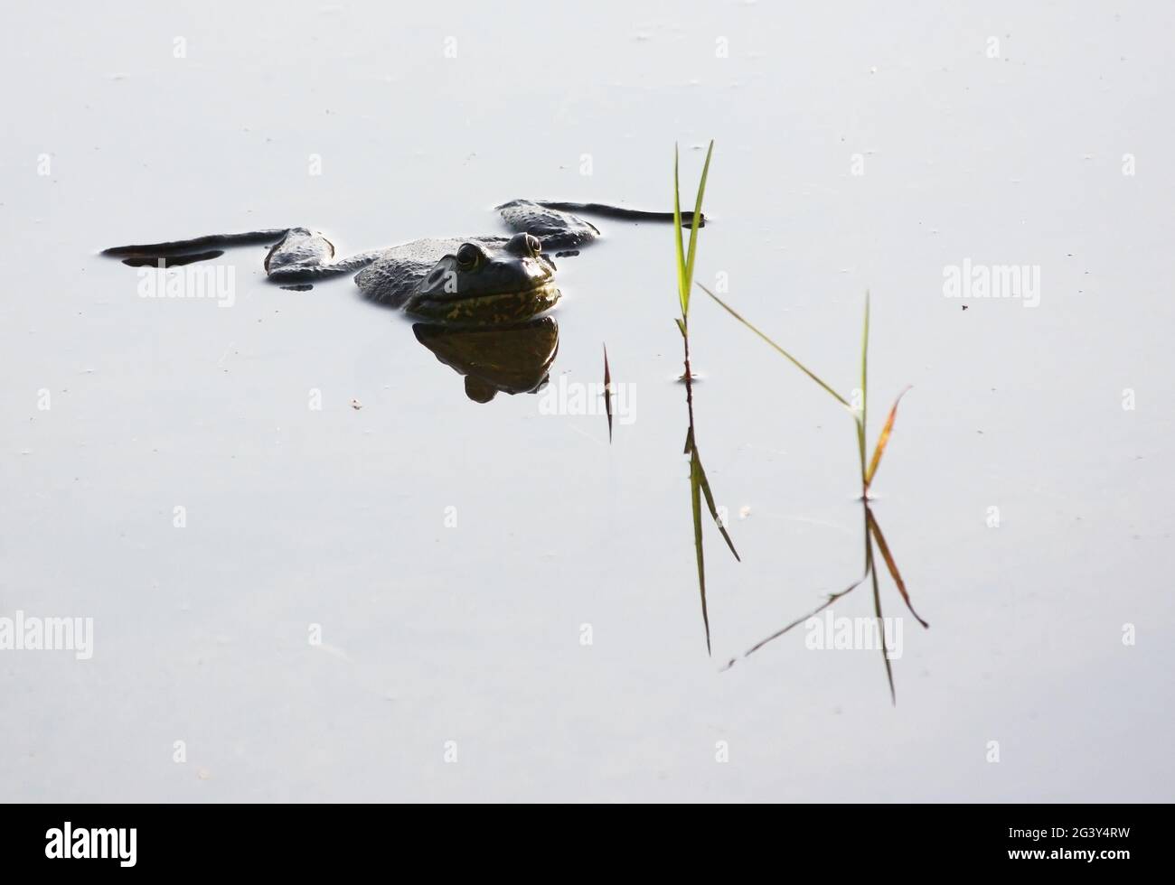 Stierfrosch hängt in glasig reflektierendem Teichwasser Stockfoto