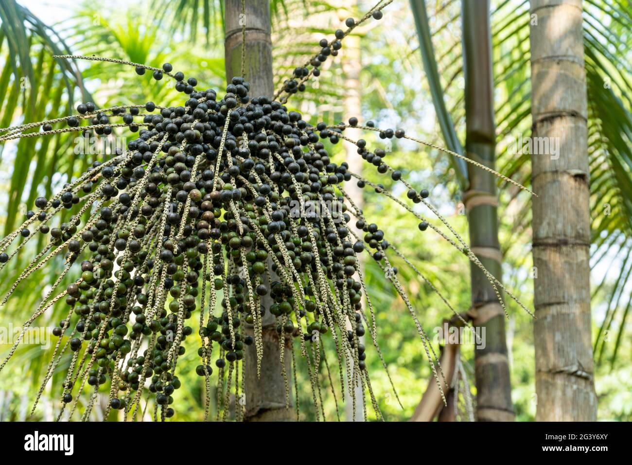 Nahaufnahme von frischen acai-Beere Fruchtbündel auf der Farm im amazonas-Regenwald, Brasilien. Selektiver Fokus. Konzept der Nahrung, Ökologie, Umwelt, Vitamin, gesund Stockfoto