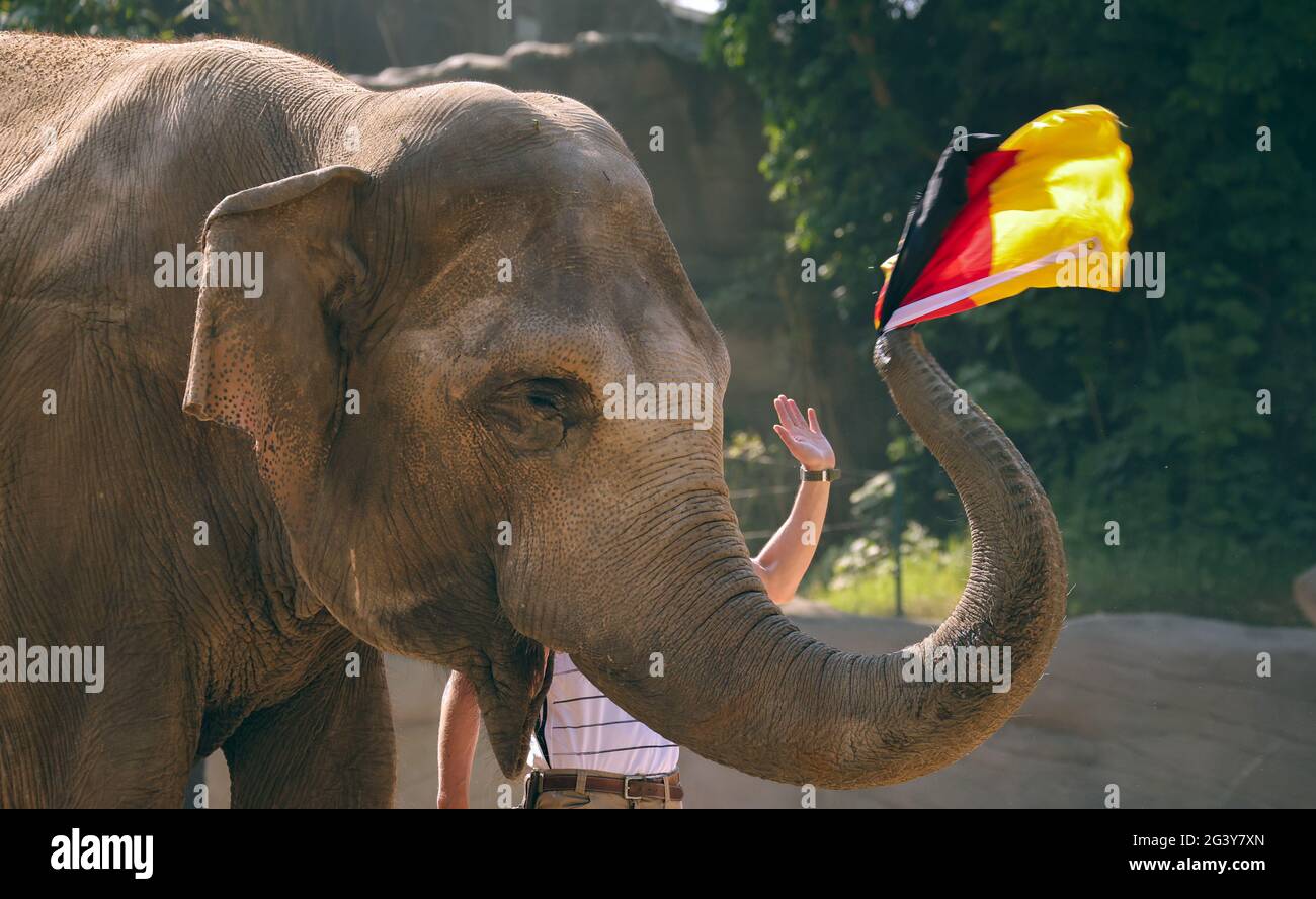 Dpatop - 18. Juni 2021, Hamburgo;: Der 42-jährige Elefant 'Yashoda' ist das orakel des Hamburger Zoos Hagenbeck und prognostiziert Sieg oder Niederlage bei den Europameisterschaften in Deutschland. Nachdem der Elefant Yashoda im Hamburger Zoo Hagenbeck die Niederlage Deutschlands gegen Frankreich vorhergesagt hat, sagt er nun einen Sieg Deutschlands gegen Portugal voraus, wenn sich die beiden Teams am Samstag in München treffen. Foto: Ulrich Perrey/dpa Stockfoto