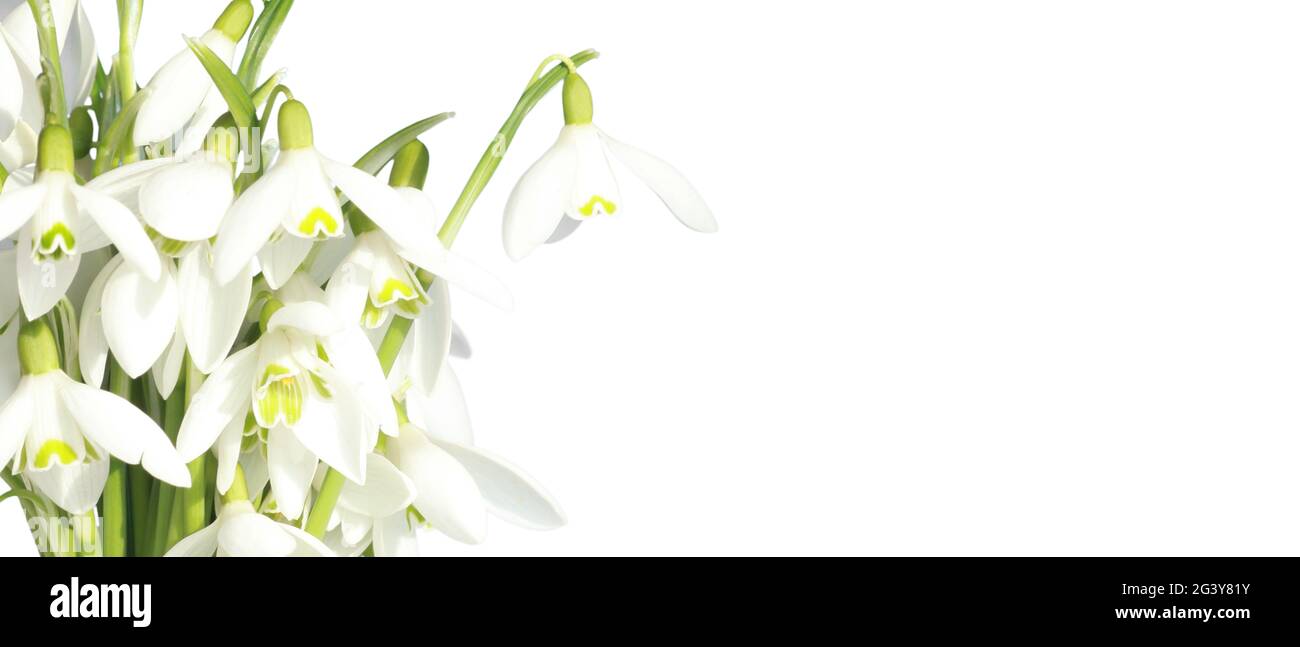 Viele Schneeglöckchen in den ersten Frühlingstagen Stockfoto