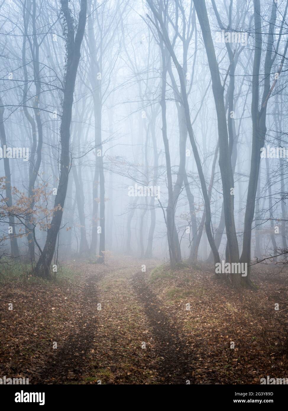 Nebelwald mit Pfad im Winter Stockfoto