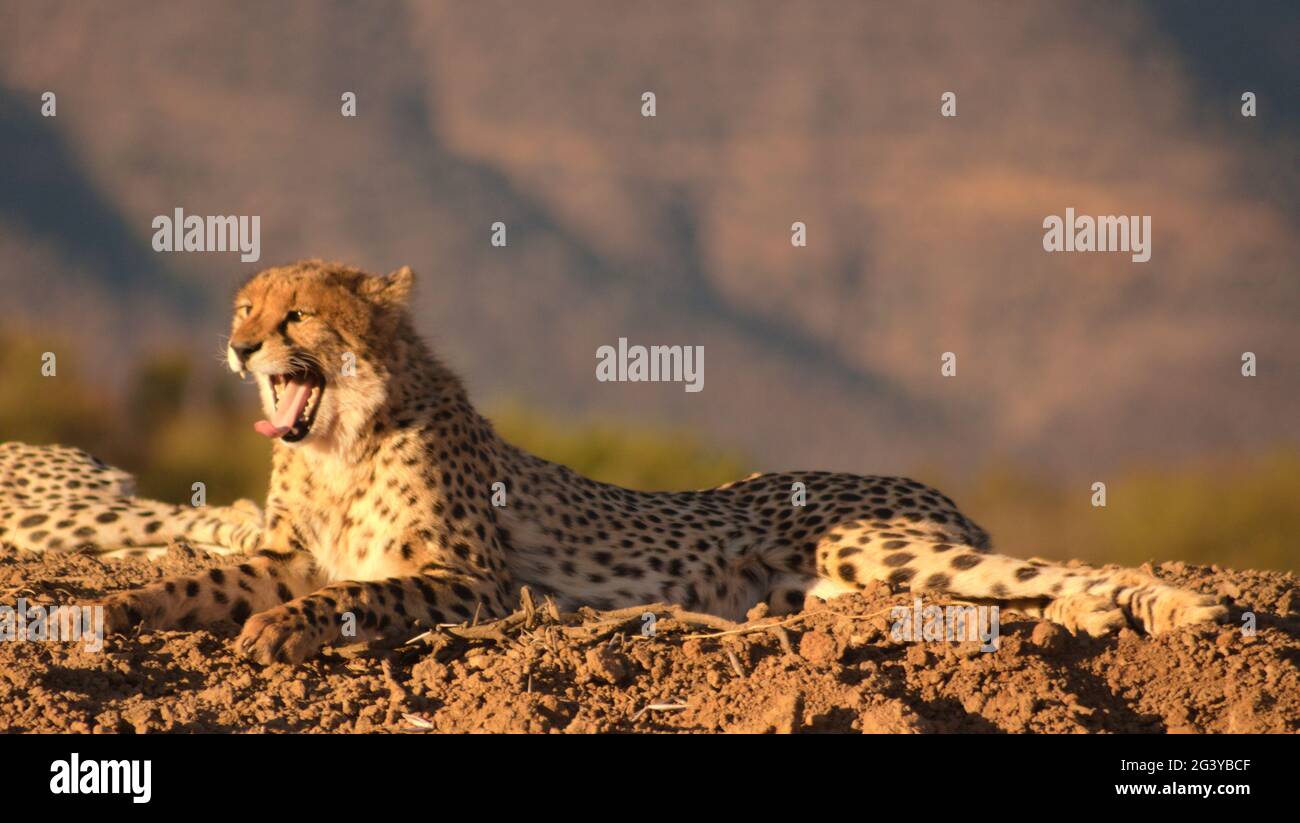 Schnellstes Landsäugetier Stockfoto