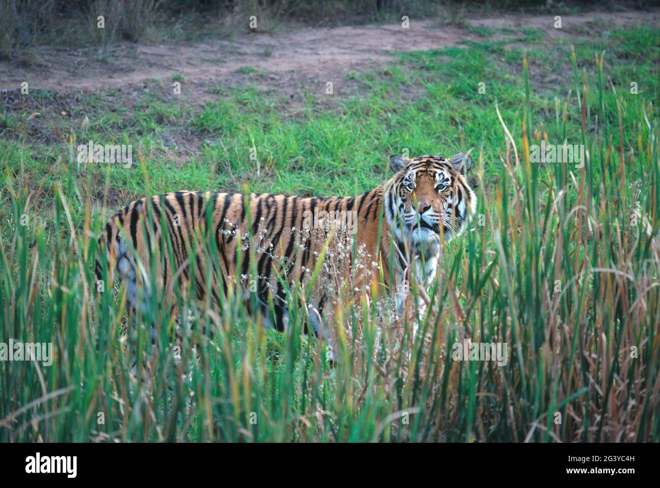 Indien. Wildtiere. Bengalischer Tiger (panthera tigris tigris). Stockfoto