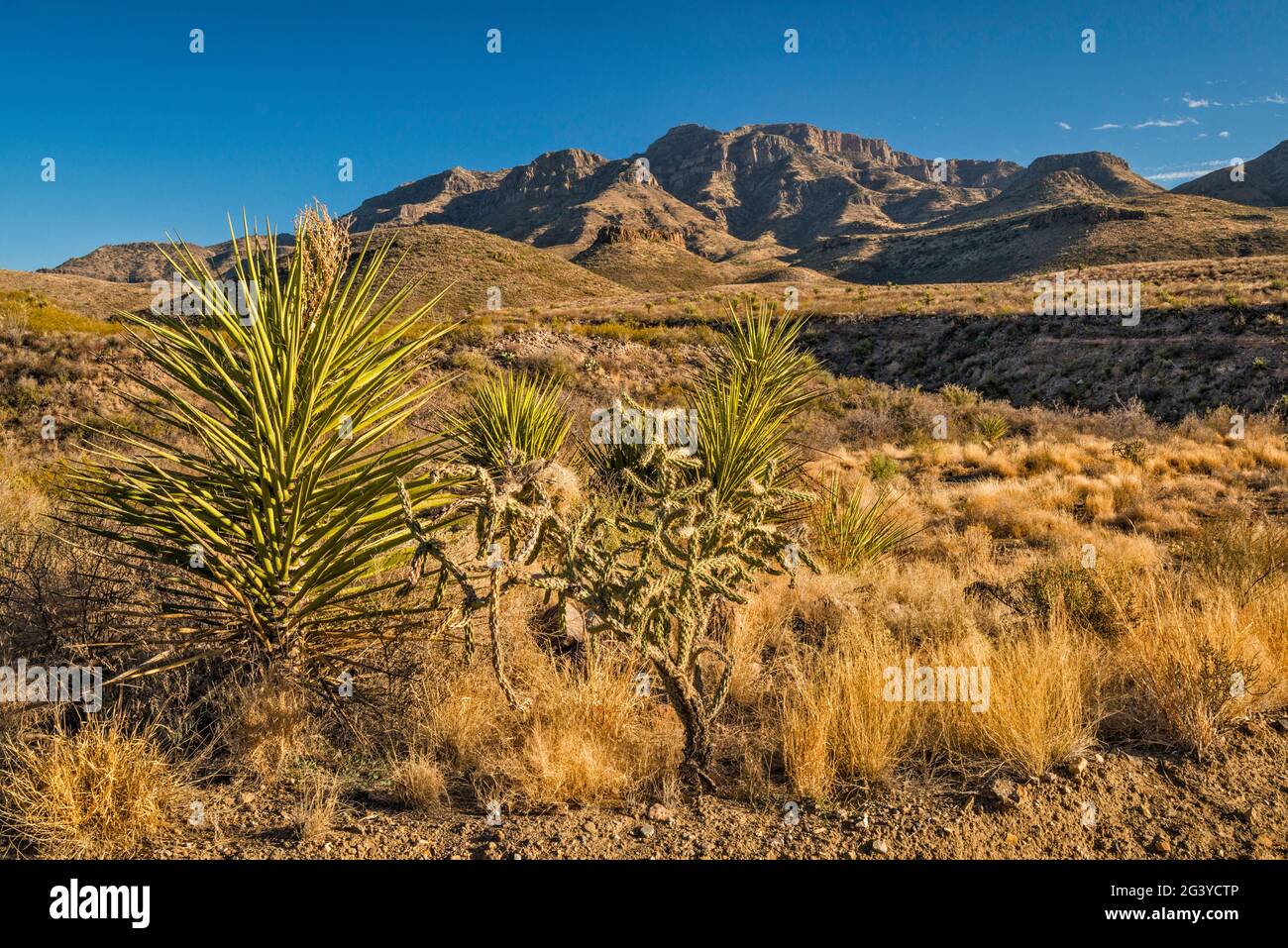 Yuccas, Cholla Cactus, Chinati Mountains, Blick von der Pinto Canyon Road, Big Bend Country, Texas, USA Stockfoto