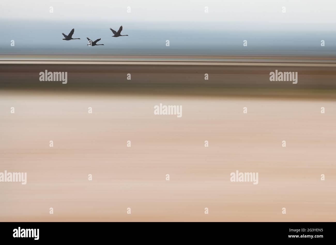 Silhouette Swans Flying - ICM-Hintergrund, zusammengesetztes Bild Stockfoto