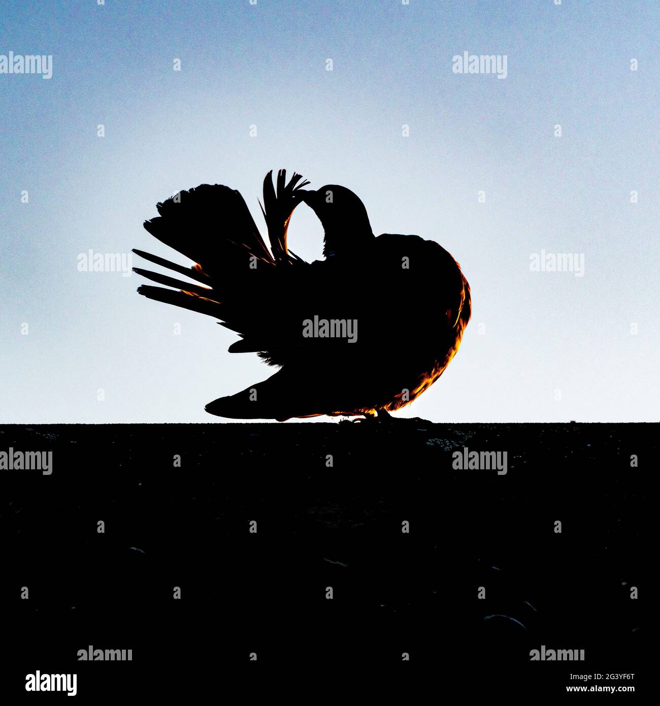 Silhouette der Taube, die sich selbst trägt Stockfoto