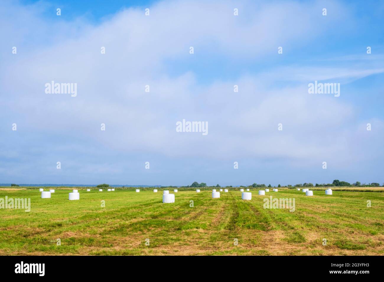 Weiße Kunststoffballen für Silage auf einem Feld Stockfoto