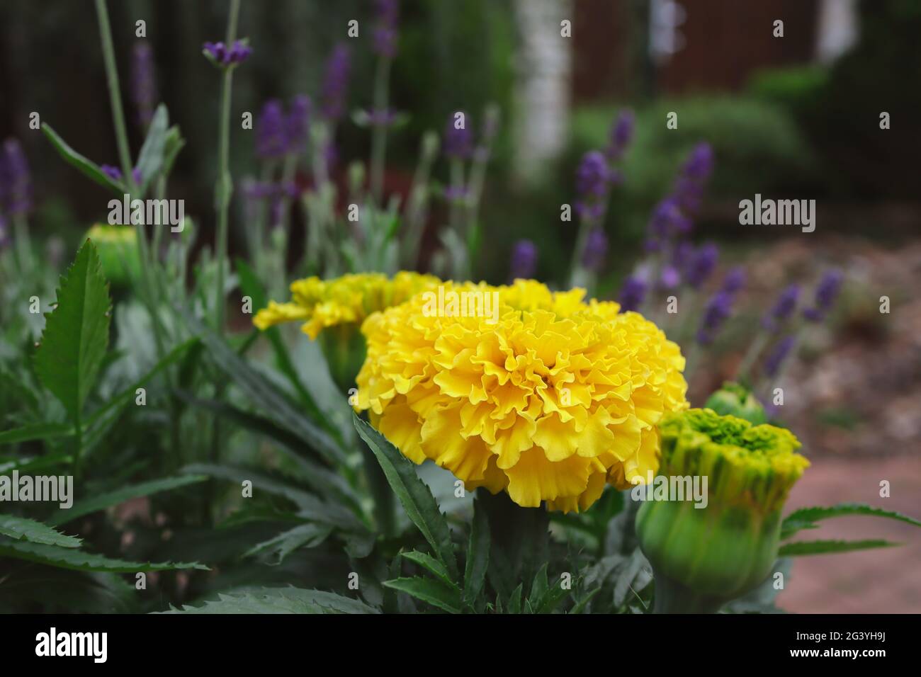 Das Tagetes Erecta, auch Mexican Marigold oder Aztec Marigold genannt, ist eine Art der Blütenpflanze. Schöne gelbe Blume im Garten. Stockfoto