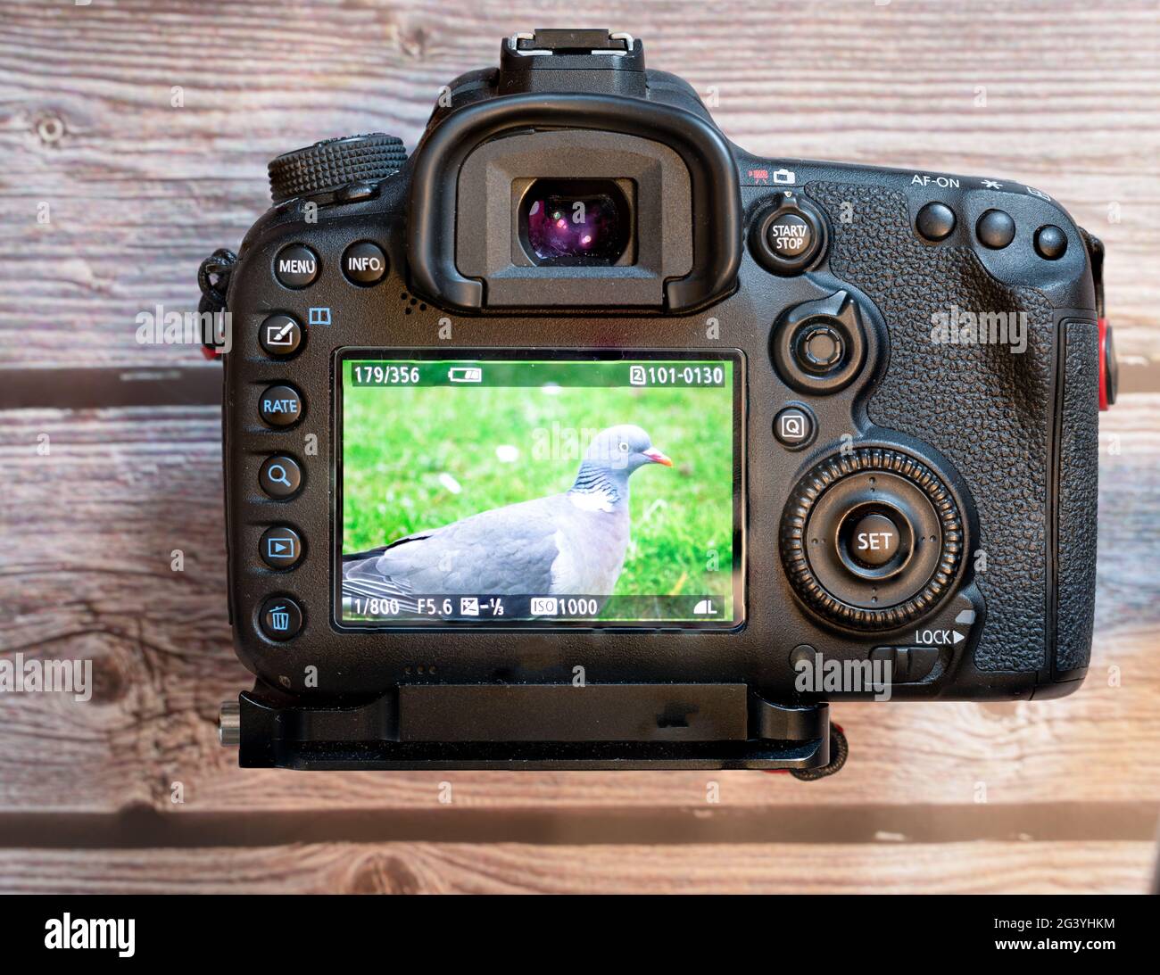 Rückansicht einer dslr-Kamera mit einem Bild auf dem lcd-Bildschirm Stockfoto