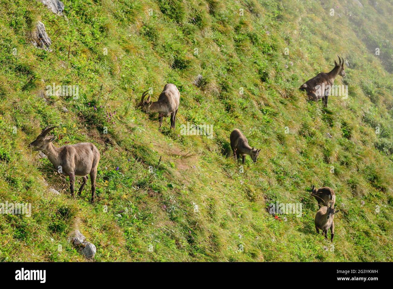 Pack steinerne Tünche und Rehkitze grasen an der Bergflanke, Augstmatthorn, Emmentaler Alpen, Bern, Schweiz Stockfoto