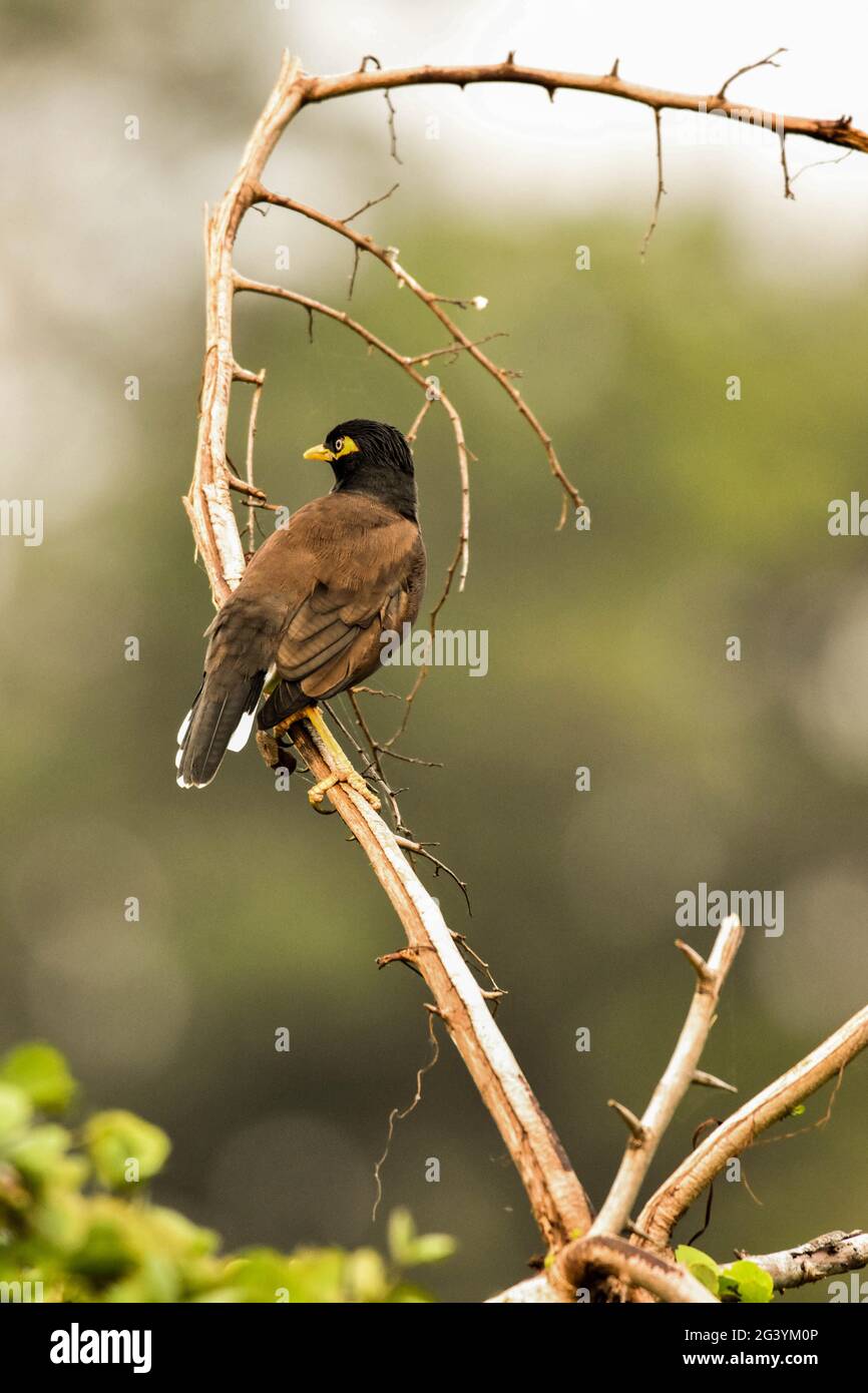 Einsames Leben Stockfoto