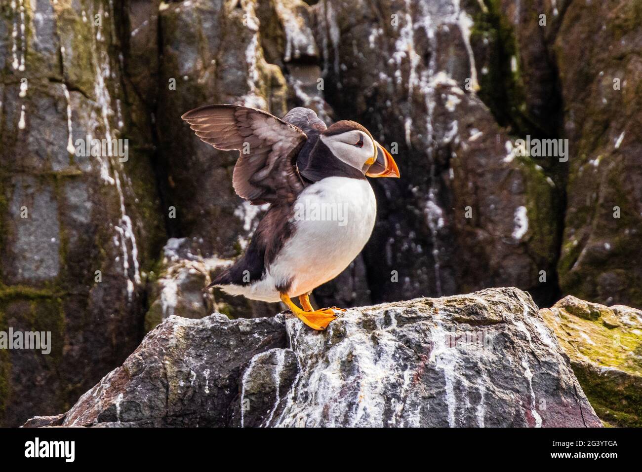 Niedliche Papageitaucher auf Farne Islands Bootsfahrt northumbria uk Stockfoto