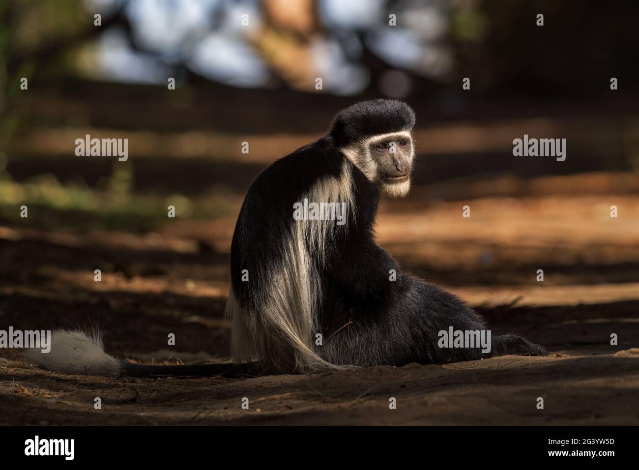 Schwarz-weiß Colobus - Colobus guereza, schöne schwarz-weiße Primaten aus afrikanischen Wäldern und Wäldern, Harenna Wald, Äthiopien. Stockfoto