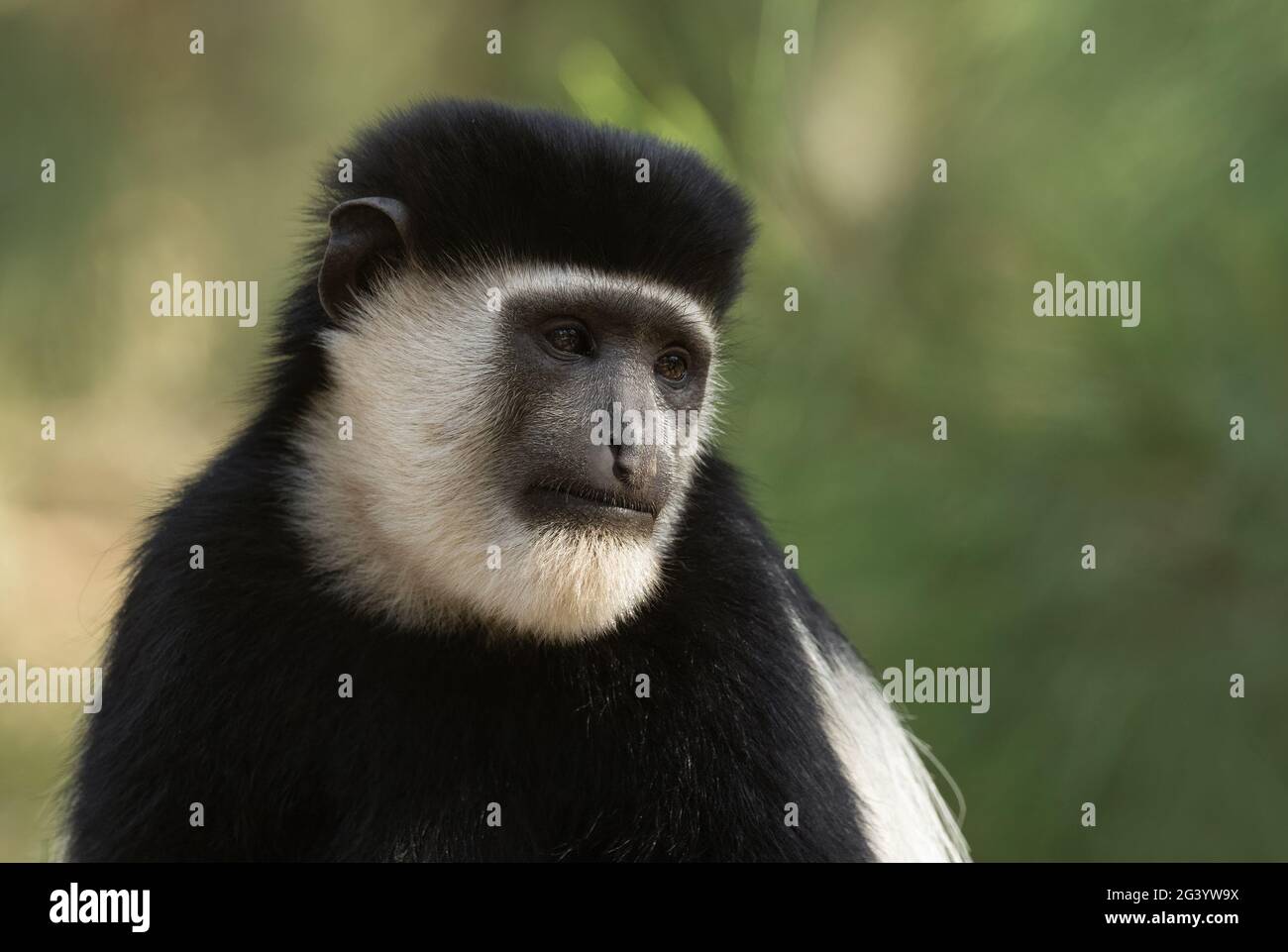 Schwarz-weiß Colobus - Colobus guereza, schöne schwarz-weiße Primaten aus afrikanischen Wäldern und Wäldern, Harenna Wald, Äthiopien. Stockfoto