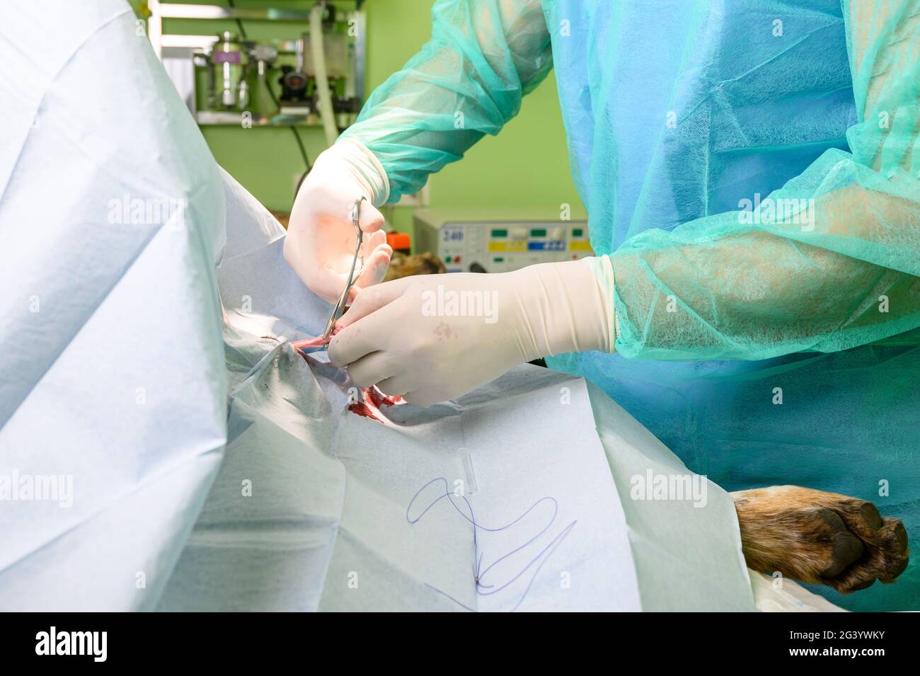 Hundechirurgie in einer Vet-Klinik Stockfoto