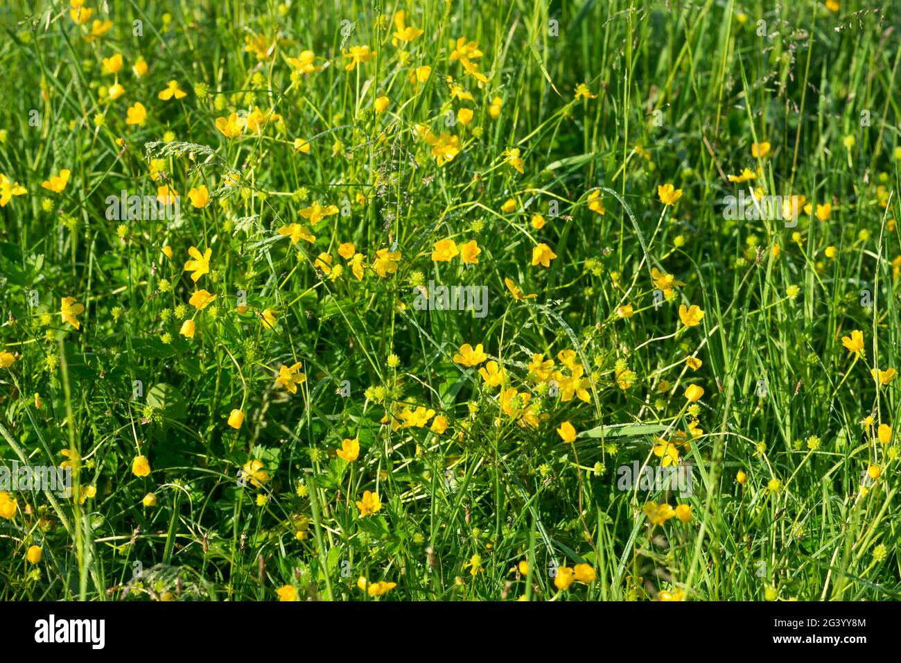 Ranunculus acris, gemeine Butterblume gelbe Blüten im Mädel Nahaufnahme selektiver Fokus Stockfoto