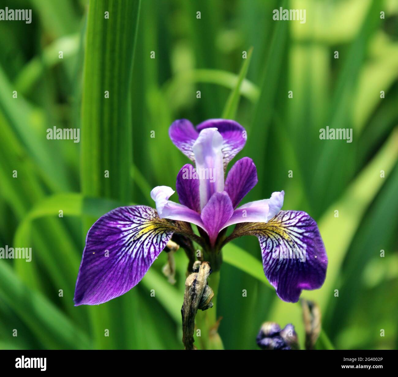 Violette Iris Stockfoto