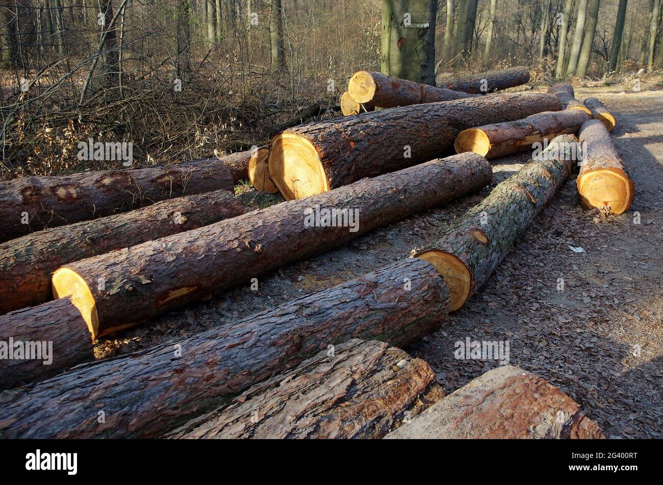 Baumstämme Haufen, die Holzfällerholzindustrie, Holzstämme Holzernte im Wald.Umweltschäden, Entwaldung, Holzindustrie. Stockfoto