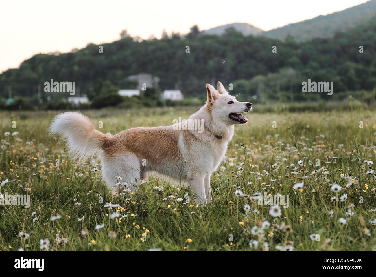 Schönes Foto von weißem Hund für Kalender. Halbrasse weißer Schweizer Schäferhund steht im grünen Kamillenfeld und starrt aufmerksam voraus. Hund geht hinein Stockfoto