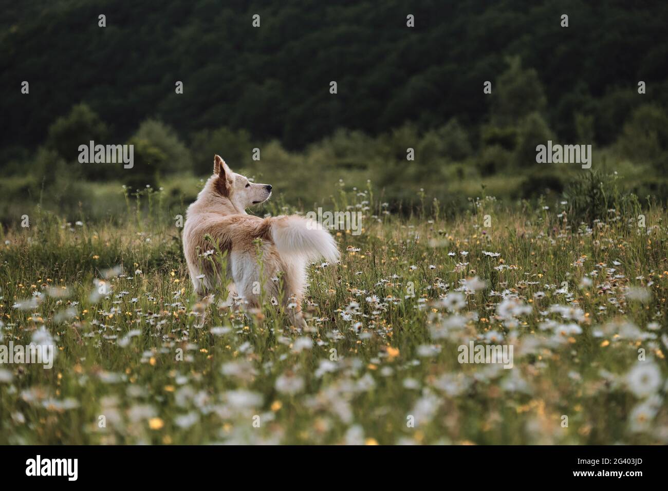 Schönes Foto von weißem Hund für Kalender. Halbrasse weißer Schweizer Schäferhund steht im grünen Kamillenfeld und starrt aufmerksam voraus. Hund geht hinein Stockfoto