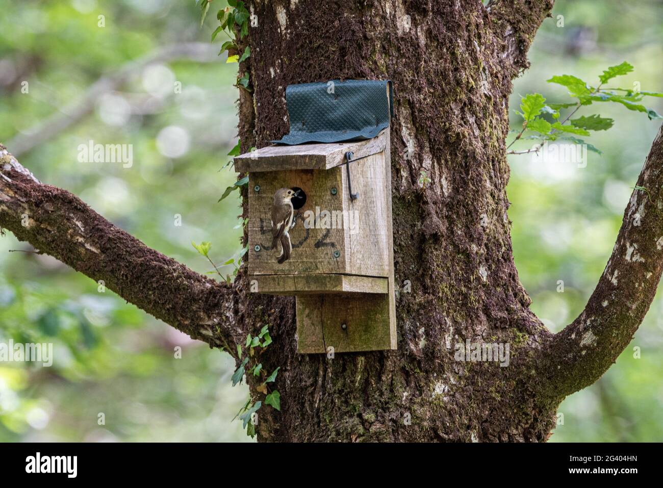 Weiblicher Rattenfänger, Ficedula hypoleuca, an einem Nistkasten in Yarner Wood, Dartmoor, Devon, UK Stockfoto