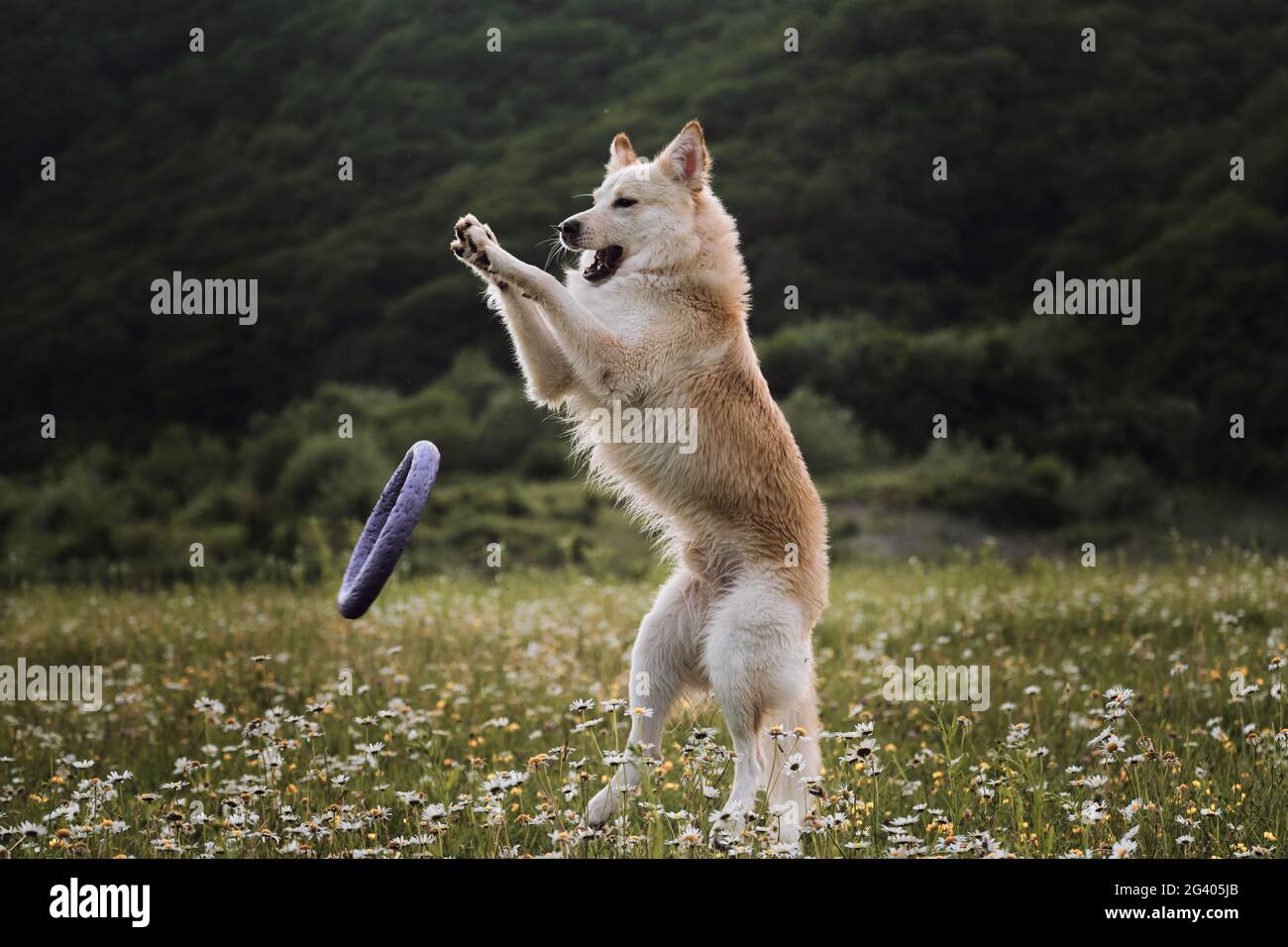 Hund geht im Park in Lichtung zwischen wilden Blumen. Schönes Foto von Hund in Bewegung für Kalender oder Puzzle. Weißer Schweizer Schäferhund springt hoch auf gree Stockfoto