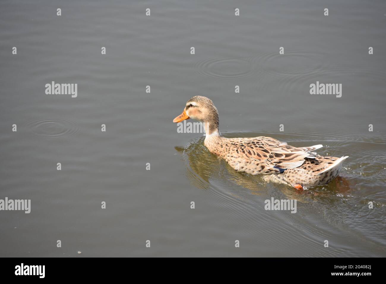 Ente Stockfoto