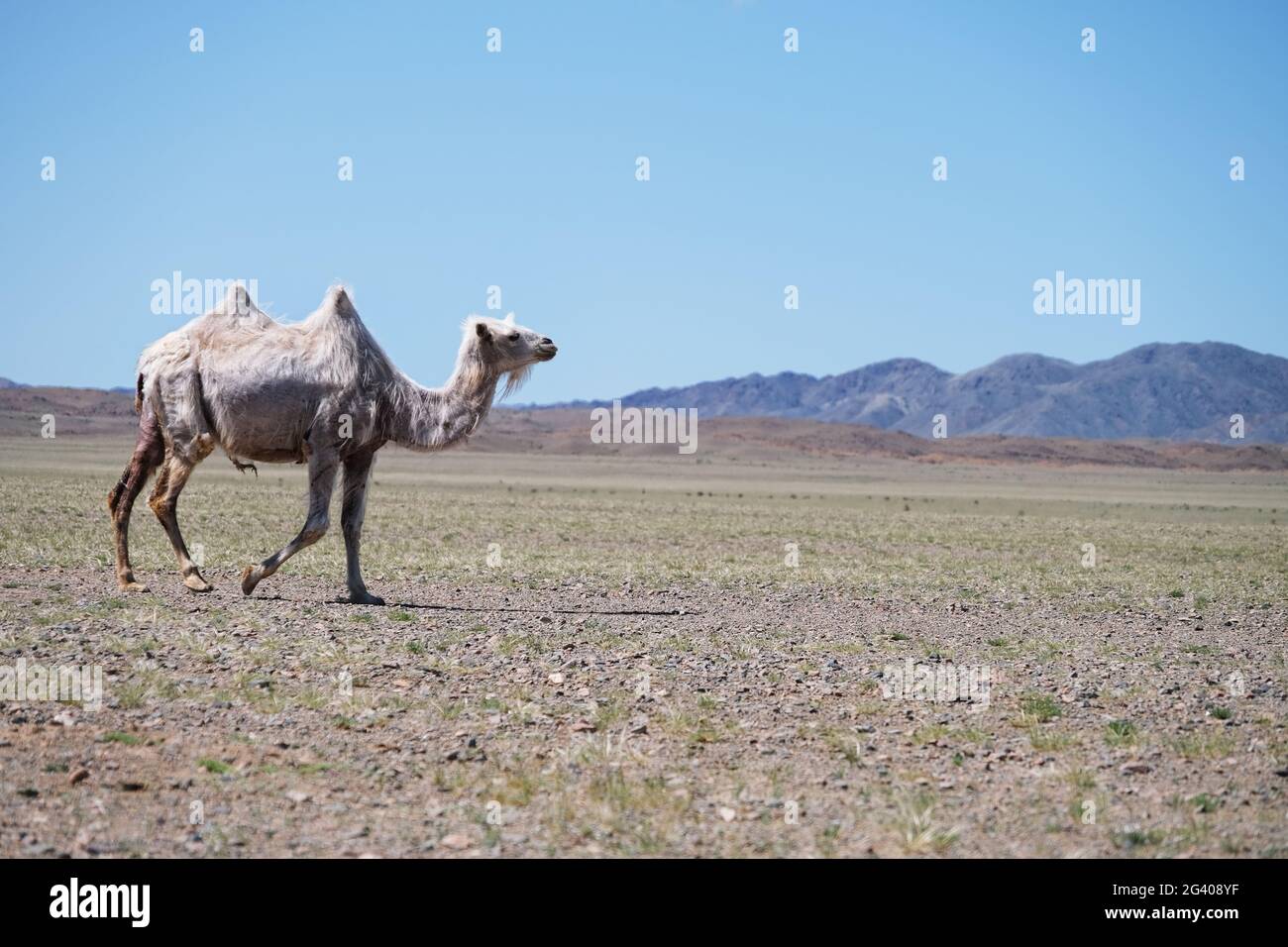 Ein Kamel in der Wüste der westlichen Mongolei Stockfoto