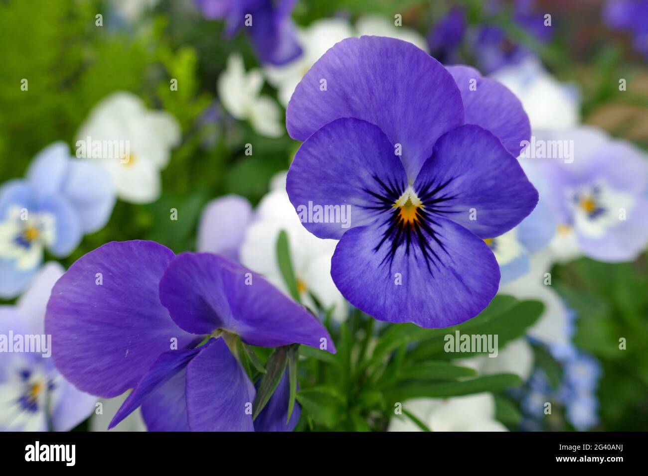 Gehörnte violette Blume Viola cornuta Stockfoto