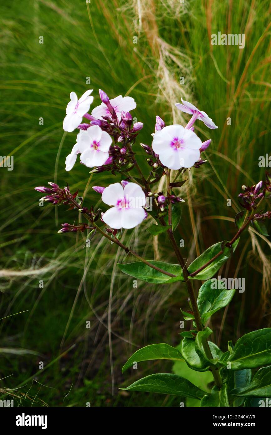 Rosa phlox Stockfoto