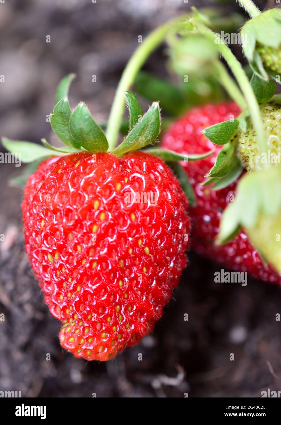 Nahaufnahme von zwei roten, reifen 'Albion'-Erdbeeren (Fragaria x ananassa) mit Stiel auf braunem Hintergrund. Stockfoto