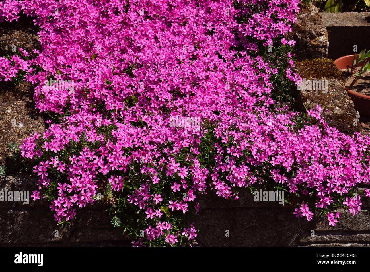Hunderte von kleinen, rosafarbenen Blumen. Phlox subulata: Schleichender phlox, Moos phlox, Moos pink oder Berg phlox ist eine Art der blühenden Pflanze, die Fluss erzeugt Stockfoto