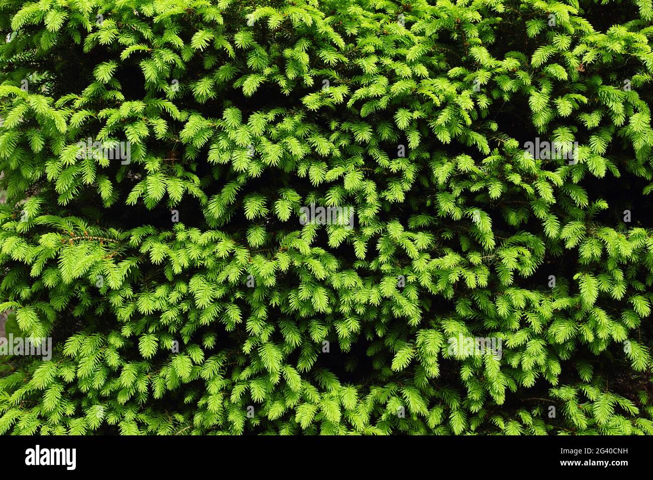 Frühling im Garten. Ordentlich getrimmter Nadelbaum: Picea abies 'Nidiformis'. Frühling hellgrün Triebe. Stockfoto