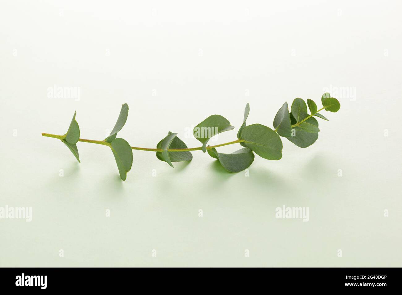 Eukalyptus-Zweig auf grünem Hintergrund. Stockfoto