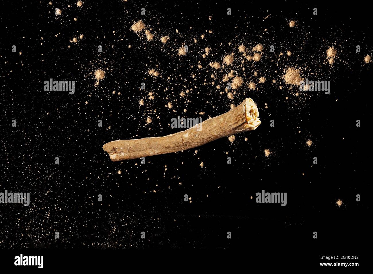 Ashwahadha, Heilkraut. Stockfoto